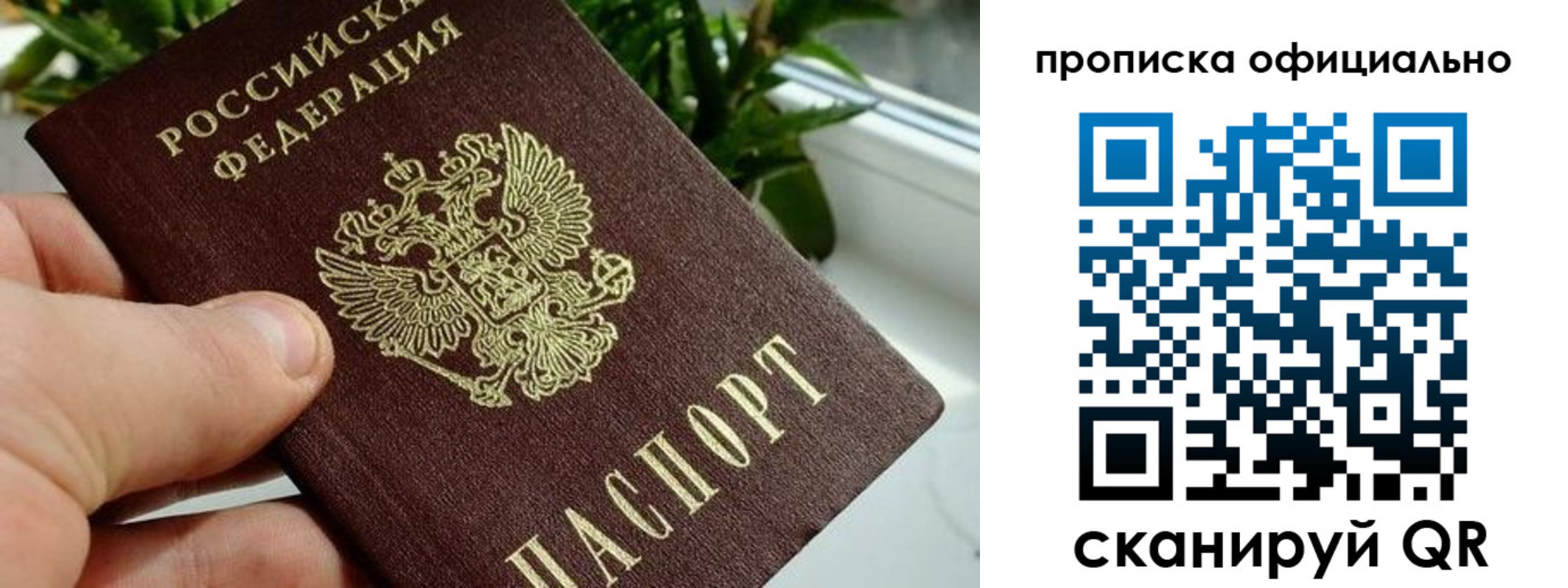 прописка поиск в Курской области